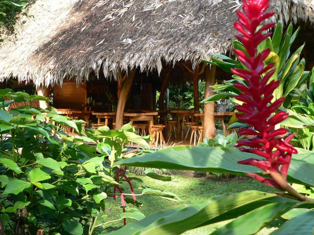 Blue Conga Hotel Puerto Viejo de Talamanca Kültér fotó